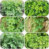 500 pcs jiaogulan pflanze samen, geschenke für gartenliebhaber, balkon garten jiaogulan samen kaufen - Gynostemma pentaphyllum - hochbeet kräuter, balkonpflanzen winterhart kräutergarten