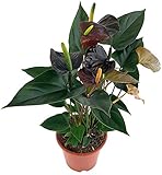 Fangblatt - Anthurium 'Black Love' - schwarze Flamingoblume im Ø 12 cmTopf, ca. 40 cm hoch - außergewöhnliche Zimmerpflanze mit Blüten