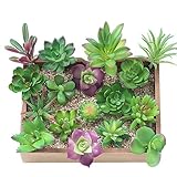 KUUQA 16 Pcs Sukkulenten Künstlich Gemischt Künstliche Blumen Pflanzen Unpotted Decor Stiele Fake Sukkulenten Pflanzen Bulk Sortiert Picks für Home Decor Innen Wand Garten DIY Dekorationen