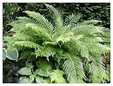 Stauden Gänge 1 x Polystichum setiferum 'Herrenhausen' im 1 Liter Topf (Farn/Winterhart/Wintergrün/Mehrjährig/Staude/Immergrün) Filigranfarn - Eleganz und Struktur für schattige Gärten