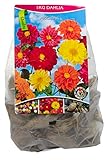 Dahlien-Mischung 1kg Blumenzwiebeln, Gartenblumen-Knollen zur Aussaat