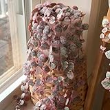 Leuchterblume, exotische Ceropegia woodii - gartenpflanzen pflanzensamen zimmerpflanzen winterharte für garten balkonpflanzen 100Samen