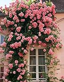 Kletterrose in Rosa - Kletter-Rose winterhart & duftend - Pflanze für Rankhilfe im 5 Liter Container von Mafuse - Pflanzen in Top Qualität