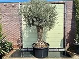 Olivenbaum, stammumfang 60-80cm, Gesamthöhe ca.250 cm, ca. 100jahre alt
