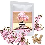 Japanische Zierkirsche/Blütenkirsche 10 Samen/Pack (Prunus serrulata) - ein rosa Blütentraum im Garten