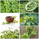 100 Pcs Jiaogulan Kraut Samen - Gynostemma Pentaphyllum - Bonsai Samen, Kräutergarten Indoor Jiaogulan Pflanze Samen, Heilkräuter Samen, Kräuterpflanzen Gartenkräuter Kräutergarten