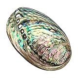 Große Abalone-Meeresmuschel, dekorative verwischte Abalone-Muschel mit mehreren Löchern, für Party-, Hochzeit- Heimdekorationen, Accessoires, 90 x 120 x 39 mm Loch:Ca. 3 - 9 mm.