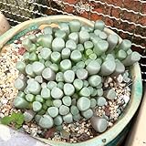 SukkulentenSamen,gartendeko für draußen luftpflanzen、geschenke für gartenliebhaber luftreinigende zimmerPflanzen300pcs