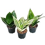 Exotenherz - Sansevieria trifaciata hahnii - 3 versch. Pflanzen im 5,5cm Topf - Bogenhanf, Schwiegermutterzunge