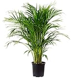 Goldfruchtpalme 130-150 cm Arecapalme Chrysalidocarpus...