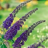 Schmetterlingsflieder Empire Blue - Sommerflieder (Buddleja) Pflanze in blau, lila halbschattig und winterhart - Flieder-Strauch von Garten Schlüter