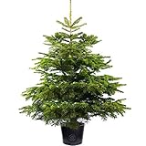 90cm Norwegische Tannentopf ausgewachsener Weihnachtsbaum - Echte lebende lebende Topfpflanze (3 Fuß)