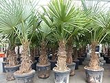 gruenwaren jakubik 5 Stück XXL Stämme Palme winterhart 190 cm Trachycarpus fortunei, Hanfpalme, Top-Qualität