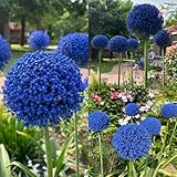 Allium Zwiebeln Winterhart Mehrjährig, exotische pflanzen...