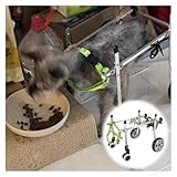 Verstellbarer Hunderollstuhl - Mobilitätshilfe für Rückenbeine, Hüftstütze und Rehabilitation für kleine und mittelgroße Hunde