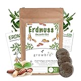 growbro Kids Erdnuss Anzuchtset, Garten Entdecker Set, Forscher Kinder, Natur entdecken, Geschenk für Kinder, Mitbringsel Kindergeburtstag, Zimmerpflanzen, Pflanzen Samen, Mitbringexperiment