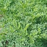 weinrautesamen - hochbeet balkon deko garten indoor exotische winterhart mehrjährig 200pcs