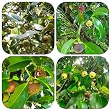 mangostansamen - garten winterhart mehrjährig alte sorten indoor bio exotische 10pcs