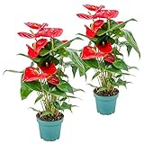 Bloomique - 2er Set - Anthurium Andreanum - Rot -...
