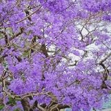 20 pcs Jacaranda samen - exotische zimmerpflanzen Jacaranda mimosifolia,Palisanderholzbaum bonzai baum pflanzendeko gärtnern spezielle samen pflanzen für sonnige plätze kübelpflanzen