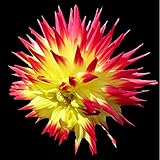 Mix Dahlia Zwiebeln-dahlien Knollen Kaufen-Dahlia Winterhart Staude Pflanzen,Dahlia Pflanze Anbau Einfach,Garten Topfpflanzen Können Gepflanzt Werden (6 Zwiebeln,A)