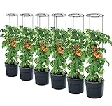 PAFEN 6X Tomatenpflanze Pflanzkübel - 295 x 1152 mm - Tomato Grower Pflanzen Tomate Garten Terrasse