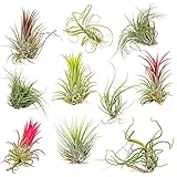 10x Tillandsia Mix - Luftpflanzen - Zimmerpflanze -...