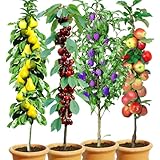 BALDUR Garten Säulen-Obst-Kollektion Birne, Kirsche, Pflaume & Apfel, 4 Pflanzen als Säule Birnbaum, Kirschbaum, Pflaumenbaum, Apfelbaum, Obstbaum-Kollektion, winterhart, platzsparende Säulen