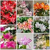 weihnachtskaktussamen bodendecker winterhart mehrjährig, deko weihnachtskaktus wohnzimmer deko, blumenwiese kräuterpflanzen 75pcs