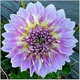 Dahlien zwiebeln winterhart - Geeignet für die Gartenbepflanzung - Dahlien Knollen Winterhart & Dahlien Zwiebeln-2knollen-l