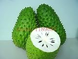 20 Stück Soursop Graviola Guanabana Annona muricata SEMI l Frutta NO-OGM bene alla salute