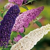 Drei-Farben-Sommerflieder 'Tricolor' (Buddleja Davidii) - Drei Farben Flieder in einem Topf von Garten Schlüter