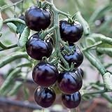 IUIUNIGA 200 Hochwertige Schwarze Tomatensamen Für Den Innen- Und Außenbereich. Pflegeleichte Spezialsorte.
