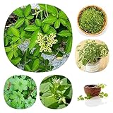 200 Stücke Jiaogulan Kaufen Samen, Wildkräuter Samen, Gemüsepflanzen Nachhaltige Geschenke (Gynostemma Pentaphyllum) Kräutergarten Indoor, Gemüsesamen & -Pflanzen Wintergemüse Winterharte