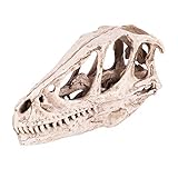 Niunion Dinosaurier Schädel Modell, Harz Hoch emuliert Dinosaurier Schädel Modell Simuliertes Tierskelett Home Office Dekor Handwerk Lehre Prop