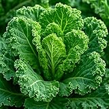 Grünkohl Champion – Brassica oleracea – Winterharter Grünkohl mit zarten Blättern – 500 Samen