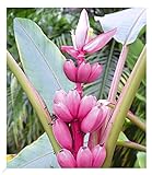 BALDUR Garten Rosa Zwerg-Banane, 1 Pflanze, Musa Velutina Keniabanane, exotische Bananen-Rarität, mehrjährig - frostfrei halten, Bananen-Früchte essbar