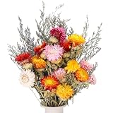 Xialvyu Trockenblumenstrauß Kamillen Strohblumen Getrocknete Blumen Deko für Hochzeit, Vasen, Wohnzimmer und Tischdeko