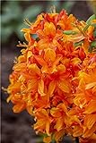 Rhododendron lut. 'Golden Eagle' Sommergrüne Azalee 40-60cm im Topf gewachsen