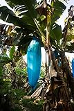 blaue Banane - Musa itinerans (Yunnan Banane) - 10 Samen -frosthart : bis -20 C° !