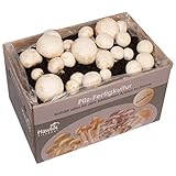 Hawlik Pilzbrut - Weiße Champignons Pilzzuchtset groß - Pilze zum selber züchten - frische Pilze ernten - kinderleicht Pilze züchten - ohne Vorkenntnisse – Zuchtset für zuhause