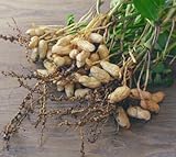 Neue frische Erdnuss-Pflanzensamen, 30 Stück, grün