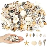 Maxmoc 200 Stück Muscheln, Muscheln zum Basteln, Natürliche Muscheln Deko, Muscheln Gemischt Ungebohrt für Vase Füllstoffe, Fisch Panzer, Kerze, Armbandschmuck, Hochzeitsdeko, DIY Kunsthandwerk