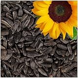 Lyra Pet® | 25 kg Sonnenblumenkerne Schwarz | Wildvogelfutter Ganzjährig | Ideal für Kleine Vögel | Vogelfutter für Gartenvögel | Mit Höchstem Ölgehalt | Spendet Energie im Sommer und Winter