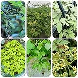 jiaogulan - gynostemma pentaphyllum - hochbeet kräutergarten balkon wildkräuter winterhart bodendecker 300samen