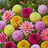 FLORIUM - Dahlien knollen Grandpack Kollektion (10 Riesen Blumenzwiebeln) | Exklusivmischung aus Holland | Robuste Mehrjährig Dekoration für Garten, Balkon, Blumenbeete (keine Samen, nicht winterhart)
