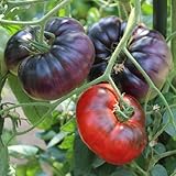 Tomatensamen Black Beauty für ca. 10 Pflanzen - platzfeste Fleischtomate