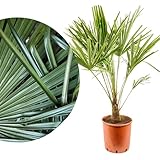 Meine Orangerie 'Hanfpalme Trachycarpus' - Winterharte Palme - Frosthart bis -18 Grad - Chinesische Hanfpalme winterhart - winterfeste Gartenpalme - Palmen winterhart draußen (Ø 28cm)