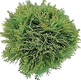 Thuja occidentalis Danica Kugel Lebensbaum immergrün 50-60 cm