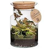 Ecoworld Jungle Corky Glas - Flaschengarten mit Licht - Mini Pflanzen Terrarium - Ökosystem im Glas Set mit Farne - Glas: Ø 13 cm, Höhe 20 cm - Grünpflanzen aus eigener Gärtnerei